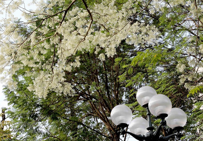 Flores Sua embellecen calles de Hanoi ảnh 1