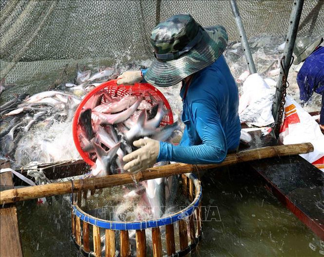 Exportaciones acuáticas de Vietnam crecen en dos meses ảnh 1 Exportaciones acuáticas de Vietnam crecen en dos meses ảnh 1