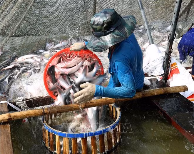 Exportaciones acuáticas de Vietnam crecen en dos meses ảnh 1