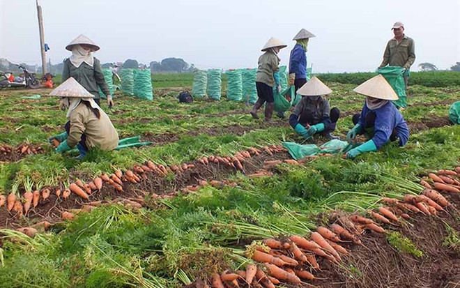 Enviarán primer lote de zanahorias de provincia vietnamita a Corea del Sur ảnh 1
