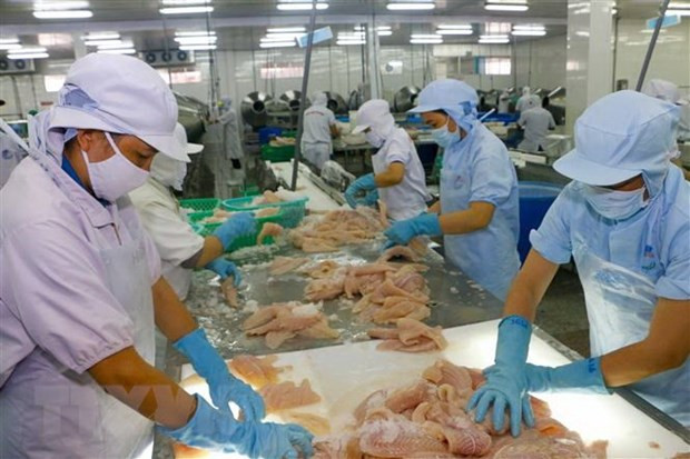 Casi 700 empresas pesqueras vietnamitas cumplen estándares de exportación a Taiwán ảnh 1 Casi 700 empresas pesqueras vietnamitas cumplen estándares de exportación a Taiwán ảnh 1