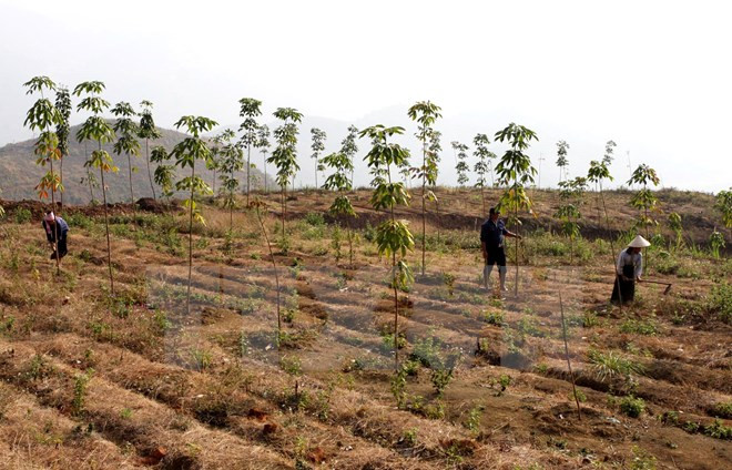 Fuerte aumento de exportaciones caucheras de Malasia ảnh 1 Fuerte aumento de exportaciones caucheras de Malasia ảnh 1