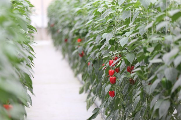 Vietnam aspira a convertirse en país pionero en crecimiento verde ảnh 2 Vietnam aspira a convertirse en país pionero en crecimiento verde ảnh 2