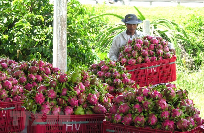 Promueven venta de pitahaya vietnamita en mercado indio ảnh 1