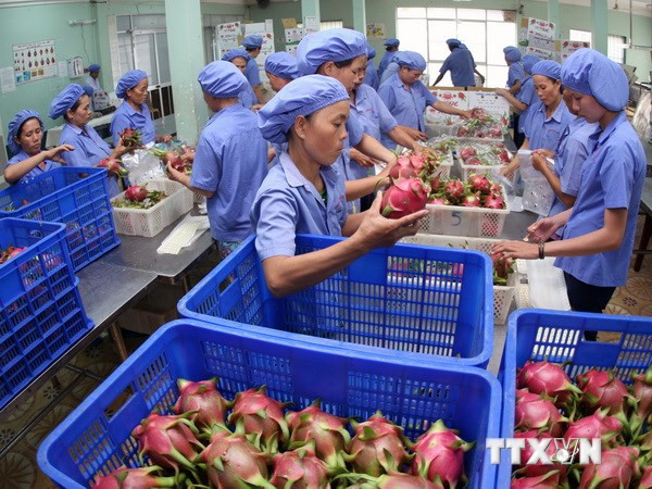 Exportaciones de frutas y verduras de Vietnam registran crecimiento récord ảnh 1 Exportaciones de frutas y verduras de Vietnam registran crecimiento récord ảnh 1