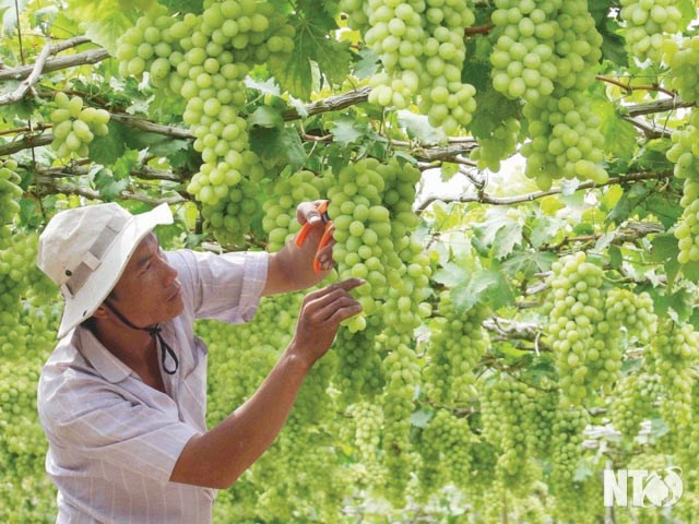 Anuncian en Vietnam próximo Festival de Uva y Vino en provincia de Ninh Thuan ảnh 1 Anuncian en Vietnam próximo Festival de Uva y Vino en provincia de Ninh Thuan ảnh 1