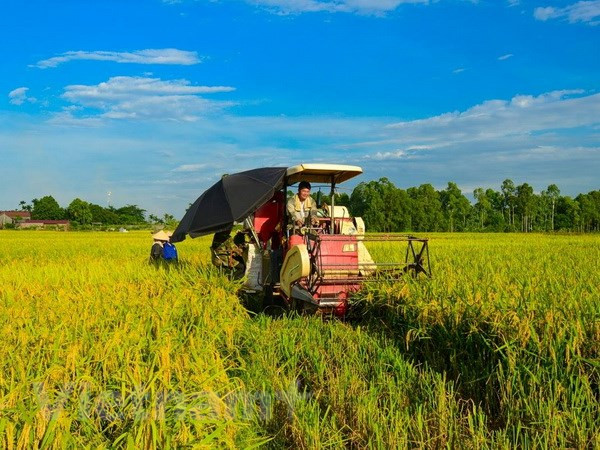 Promueven en Vietnam una agricultura adaptable al cambio climático ảnh 1