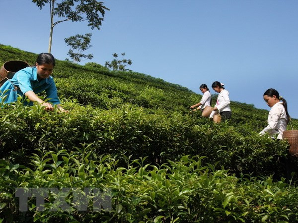 Aumentan exportaciones vietnamitas de té un 15,4 por ciento en el primer trimestre en 2019 ảnh 1 Aumentan exportaciones vietnamitas de té un 15,4 por ciento en el primer trimestre en 2019 ảnh 1