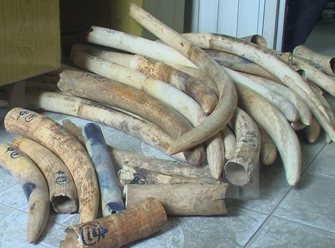 Policía de Hanoi descubre gran cantidad de colmillos de elefantes ảnh 1 Policía de Hanoi descubre gran cantidad de colmillos de elefantes ảnh 1
