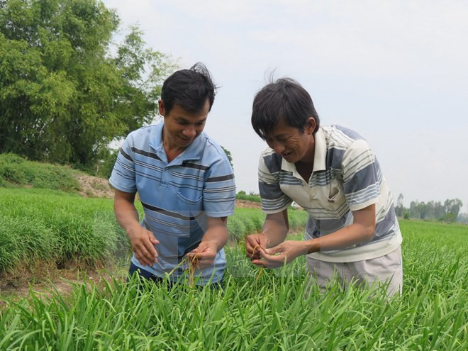 Organiza Vietnam conferencia regional de cooperativas ảnh 1 Organiza Vietnam conferencia regional de cooperativas ảnh 1