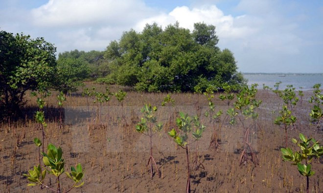 Despliegan proyecto de reforestación de manglares en Vietnam ảnh 1 Despliegan proyecto de reforestación de manglares en Vietnam ảnh 1