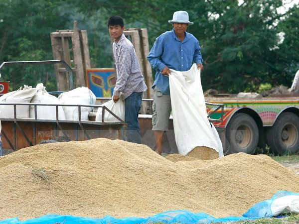 Tailandia suspende subastas de arroz ảnh 1 Tailandia suspende subastas de arroz ảnh 1
