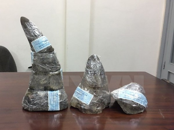 Incautan cinco kilos de cuerno de rinoceronte en el aeropuerto Tan Son Nhat ảnh 1 Incautan cinco kilos de cuerno de rinoceronte en el aeropuerto Tan Son Nhat ảnh 1