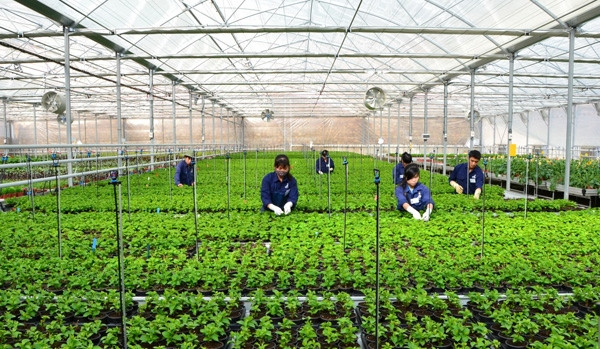 Ciudad centrovietnamita creará siete zonas agrícolas de alta tecnología ảnh 1