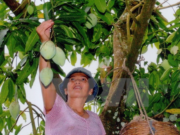 Mango de Dong Nai será puesto en venta en Australia ảnh 1 Mango de Dong Nai será puesto en venta en Australia ảnh 1