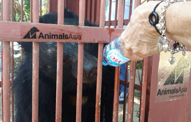 Rescatan a dos osos tibetanos en provincia altiplánica de Vietnam ảnh 1 Rescatan a dos osos tibetanos en provincia altiplánica de Vietnam ảnh 1