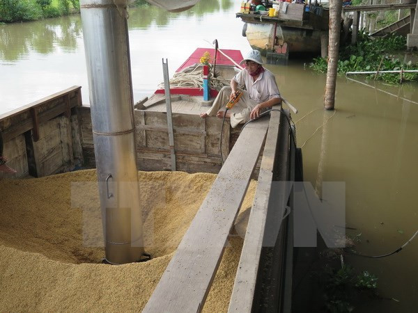 Prohibición de Filipinas causa inquietudes entre exportadores vietnamitas de arroz ảnh 1