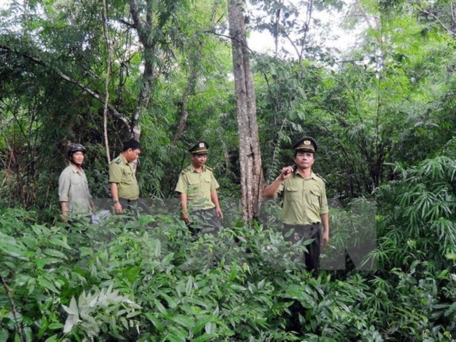 Vietnam implementa programa de reducción de degradación forestal ảnh 1 Vietnam implementa programa de reducción de degradación forestal ảnh 1