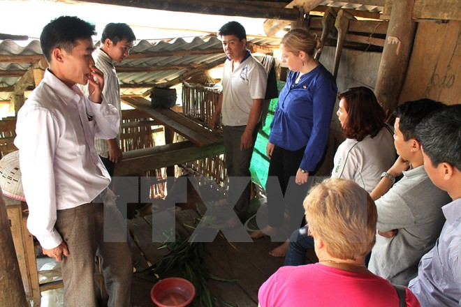 Buen resultado de asistencia irlandesa a provincia montañosa vietnamita ảnh 1 Buen resultado de asistencia irlandesa a provincia montañosa vietnamita ảnh 1