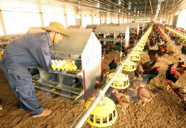 Reconocen contribuciones de ONUDI a desarrollo agrícola en Vietnam ảnh 1 Reconocen contribuciones de ONUDI a desarrollo agrícola en Vietnam ảnh 1