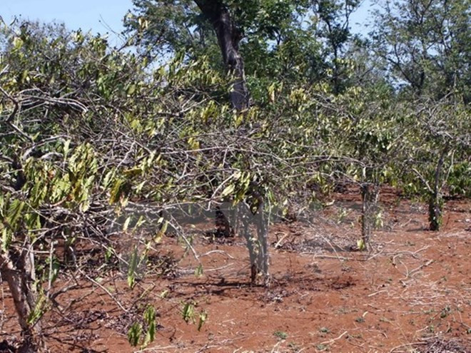 Países europeos estudian desarrollo sostenible de Altiplanicie Occidental ảnh 1 Países europeos estudian desarrollo sostenible de Altiplanicie Occidental ảnh 1