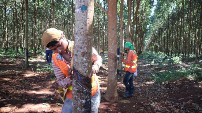 Camboya exportó más de 100 mil toneladas de caucho en primeros siete meses de 2018 ảnh 1 Camboya exportó más de 100 mil toneladas de caucho en primeros siete meses de 2018 ảnh 1