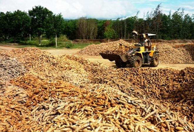 Exportación vietnamita de mandioca mantiene tendencia alcista ảnh 1 Exportación vietnamita de mandioca mantiene tendencia alcista ảnh 1