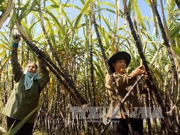 Vietnam y Australia intercambian variedades de caña de azúcar ảnh 1