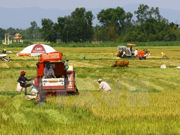 Genes, clave para producción arrocera de Vietnam ante cambio climático ảnh 1 Genes, clave para producción arrocera de Vietnam ante cambio climático ảnh 1