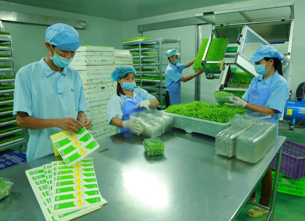 Provincia vietnamita de Vinh Phuc impulsa desarrollo de industria de procesamiento ảnh 1 Provincia vietnamita de Vinh Phuc impulsa desarrollo de industria de procesamiento ảnh 1