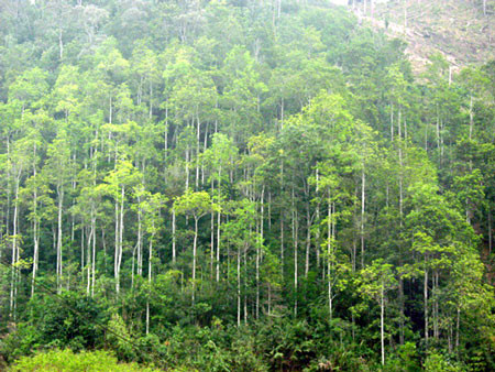 Provincia norvietnamita desarrolla economía forestal sostenible y eficaz ảnh 1 Provincia norvietnamita desarrolla economía forestal sostenible y eficaz ảnh 1