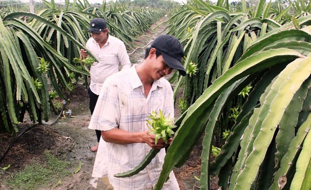 Provincia vietnamita de Long An por ampliar área de cultivo de pitahayas ảnh 1 Provincia vietnamita de Long An por ampliar área de cultivo de pitahayas ảnh 1
