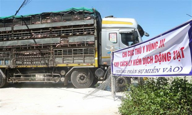 Vietnam pone en cuarentena cerdos importados de Tailandia ảnh 1 Vietnam pone en cuarentena cerdos importados de Tailandia ảnh 1