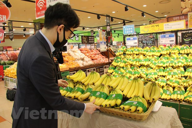 Plátano vietnamita llega a cadena de supermercados sudcoreana Lotte ảnh 1 Plátano vietnamita llega a cadena de supermercados sudcoreana Lotte ảnh 1