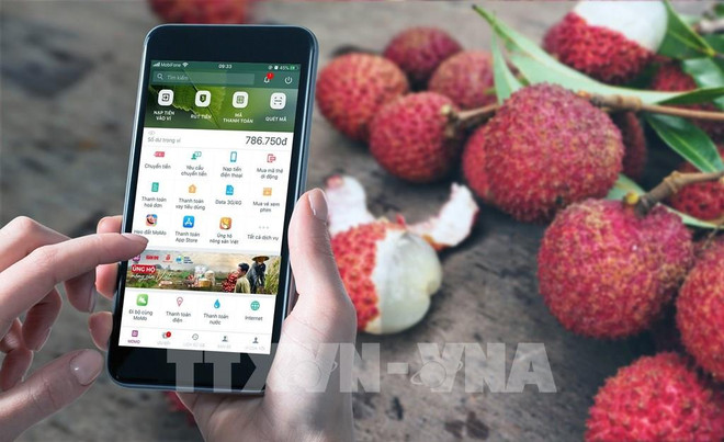 Comercializan con éxito ocho toneladas de lichi vietnamita en billetera digital ảnh 1 Comercializan con éxito ocho toneladas de lichi vietnamita en billetera digital ảnh 1