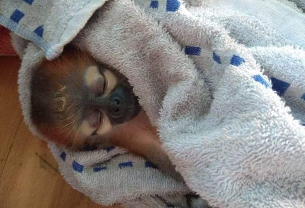 Vietnam consolida lucha contra el tráfico ilegal de la vida silvestre ảnh 1 Vietnam consolida lucha contra el tráfico ilegal de la vida silvestre ảnh 1