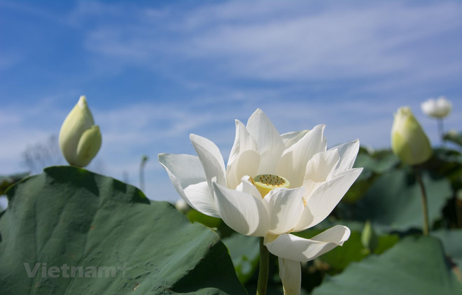 Flor de loto blanco capta la atención de hanoyenses ảnh 1 Flor de loto blanco capta la atención de hanoyenses ảnh 1