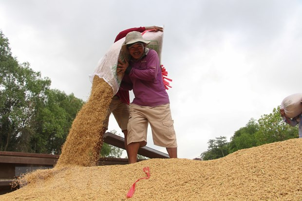 Exportaciones de arroz de Camboya por alcanzar 800 mil toneladas en 2020 ảnh 1 Exportaciones de arroz de Camboya por alcanzar 800 mil toneladas en 2020 ảnh 1