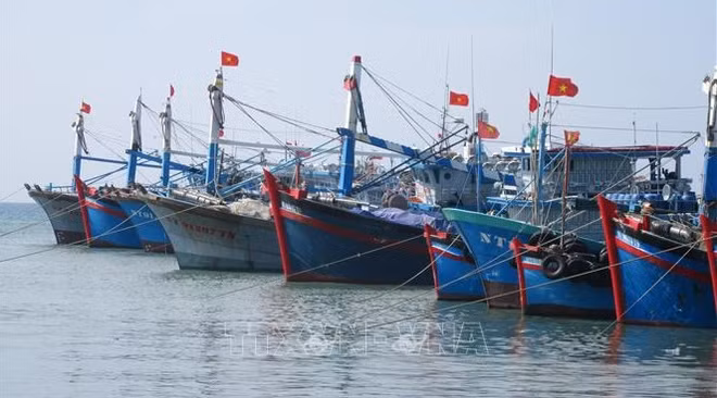 Apoyan a empresas vietnamitas en combate contra la pesca ilegal ảnh 1