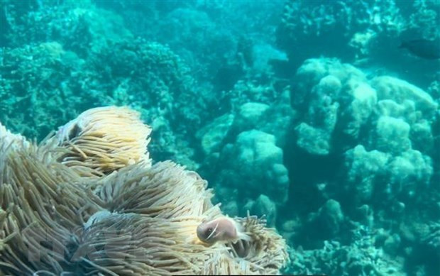Suspenden actividades turísticas de buceo en áreas vulnerables en la bahía de Nha Trang ảnh 1 Suspenden actividades turísticas de buceo en áreas vulnerables en la bahía de Nha Trang ảnh 1