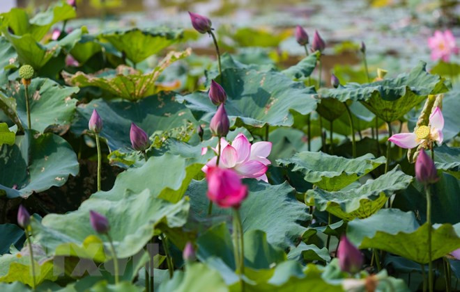 Etnia minoritaria de Cham impulsa ecoturismo desde cultivo de lotos ảnh 1 Etnia minoritaria de Cham impulsa ecoturismo desde cultivo de lotos ảnh 1