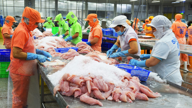 Vietnam disfruta aumento fuerte de exportaciones de pescado Tra ảnh 1 Vietnam disfruta aumento fuerte de exportaciones de pescado Tra ảnh 1