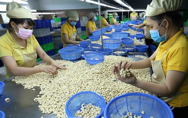 Empresas vietnamitas recuperan todos los contenedores de anarcados exportados a Italia ảnh 1 Empresas vietnamitas recuperan todos los contenedores de anarcados exportados a Italia ảnh 1