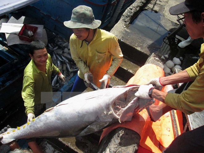 Exportación de pescado Tra vietnamita a EE.UU. no se verá afectada por nuevas normas ảnh 1 Exportación de pescado Tra vietnamita a EE.UU. no se verá afectada por nuevas normas ảnh 1
