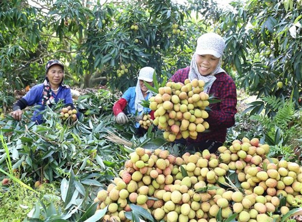 Optimista Vietnam sobre perspectivas económicas, destaca periódico alemán ảnh 1 Optimista Vietnam sobre perspectivas económicas, destaca periódico alemán ảnh 1