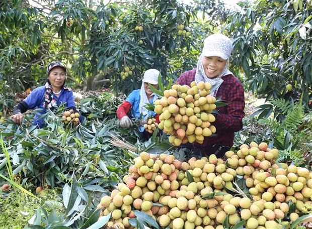 Optimista Vietnam sobre perspectivas económicas, destaca periódico alemán ảnh 1
