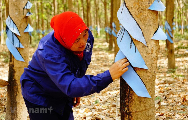 Crecen exportaciones de caucho natural de Camboya pese a crisis del COVID-19 ảnh 1 Crecen exportaciones de caucho natural de Camboya pese a crisis del COVID-19 ảnh 1