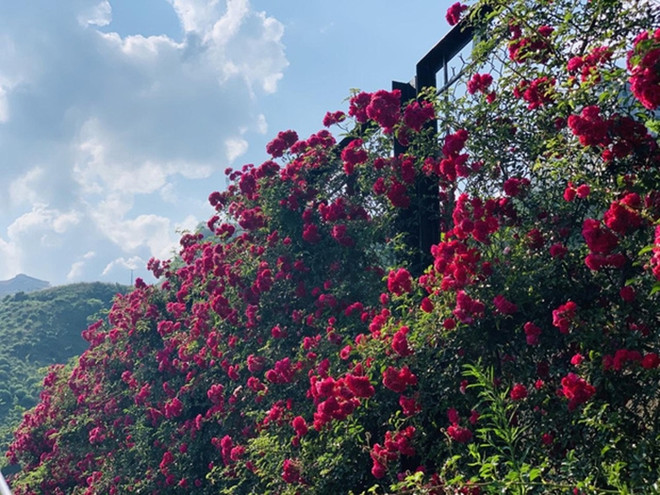 Reconocen a valle de rosas en Sapa como el más grande de Vietnam ảnh 1 Reconocen a valle de rosas en Sapa como el más grande de Vietnam ảnh 1
