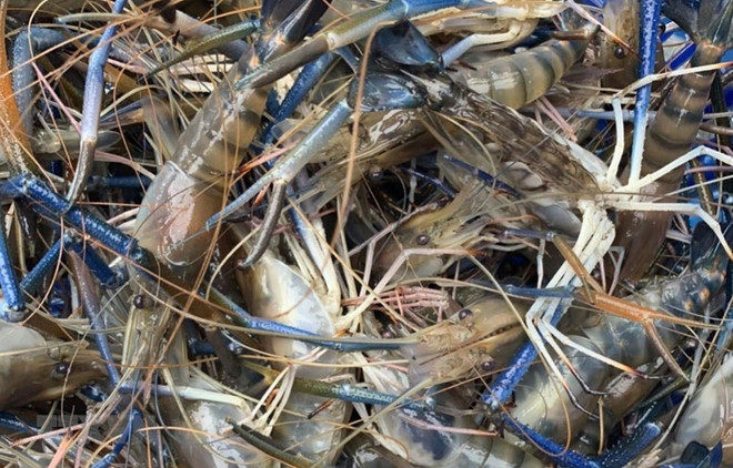 Instan en Vietnam a prevenir nuevo virus que afecta cría de camarones ảnh 1