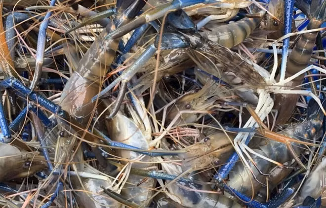 Instan en Vietnam a prevenir nuevo virus que afecta cría de camarones ảnh 1